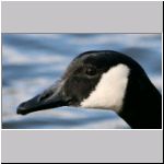 Branta canadensis - Kanadagans 02.jpg